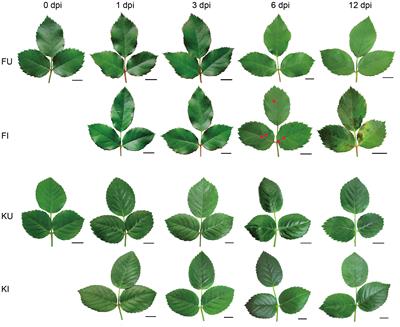 Comparative transcriptome and metabolome analysis revealed diversity in the response of resistant and susceptible rose (Rosa hybrida) varieties to Marssonina rosae